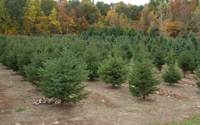 Norfolk County Christmas Tree